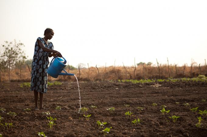 A member of a community farming group set up by Save the Children waters her crops in Pagak, Upper Nile state, South Sudan (Colin Crowley/Save the Children)